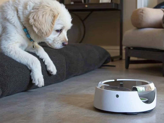 Cool Tech Tools for Pet Owners Working From Home